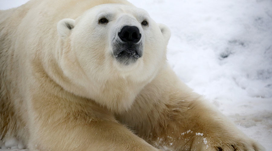 San Diego polar bears get snowy surprise: 26 tons of snow to play in (VIDEO)