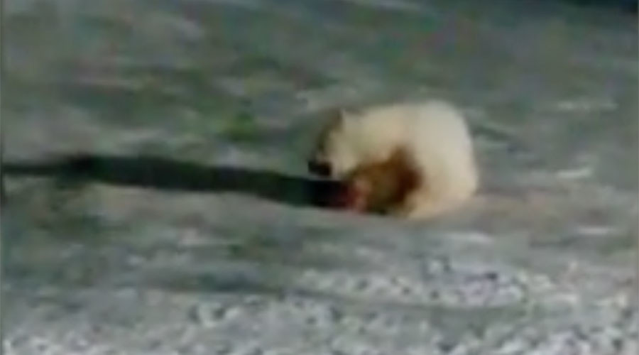 ‘Unimaginable cruelty’: Polar bear maimed by firecracker, unlikely in self-defense