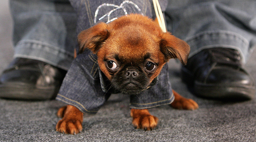 Wag the dog: Twitter in heat over dog pants poll