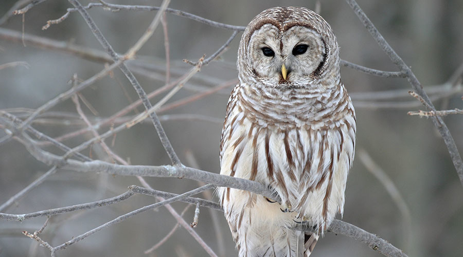 Owlcapone strikes again! Oregon attack owl returns with a new target – gov’t workers
