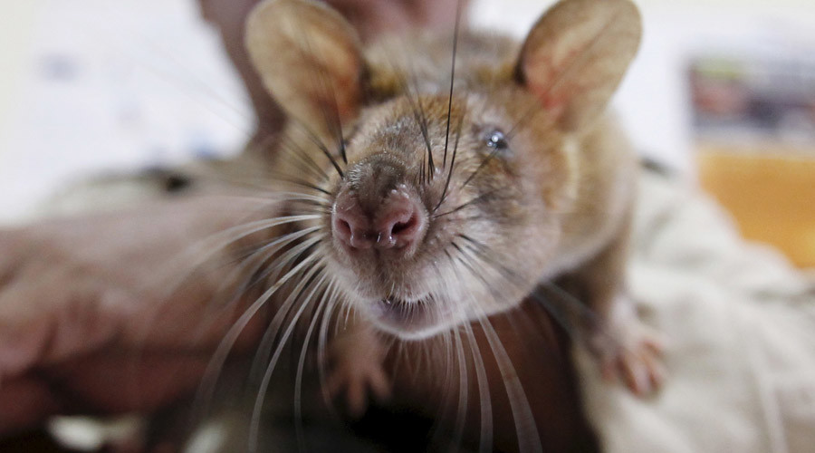 Rat on a plane! Rodent forces London-bound Air India flight to turn back