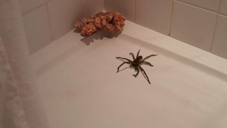 Not-so-itsy-bitsy spider found in shower becomes web 