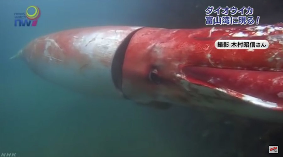 Ink-redible: Giant squid makes rare appearance, swims with human 56869ae4c46188a44f8b45b0