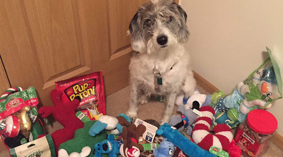 Every dog has its day: Dying mutt to fulfill bucket list