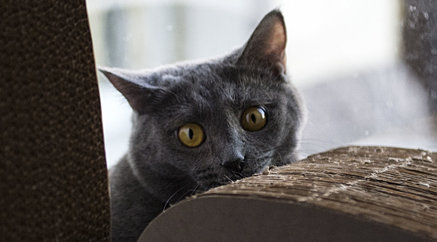 Cat-astrophe: Furry feline rescued from washing machine by 10 Kiwi firefighters