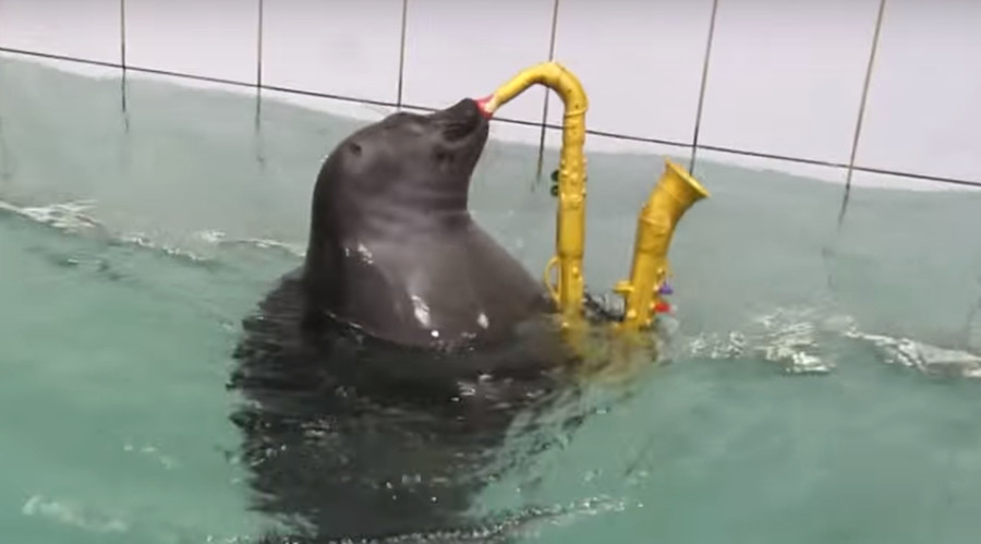 Pudgy Baikal seal performs amazing sax solo, perfects abstract painting (VIDEO)