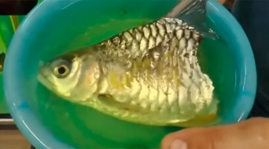 Clickbait: Freaky half-fish survives six months with no trunk or tail (VIDEO)