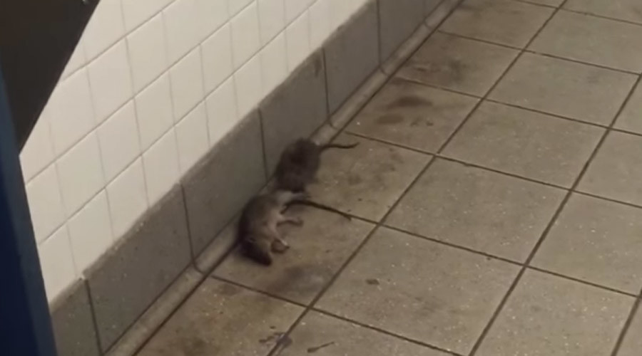 No rodent left behind: NYC rat goes to great lengths to recover dead pal (VIDEO)