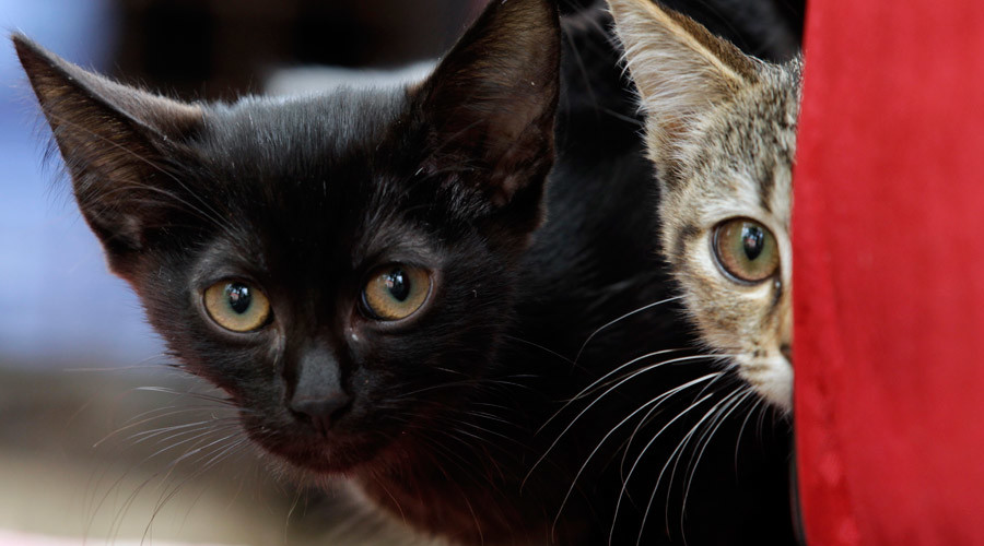 Feline film night: NYC movie goers can cuddle up with furry friends