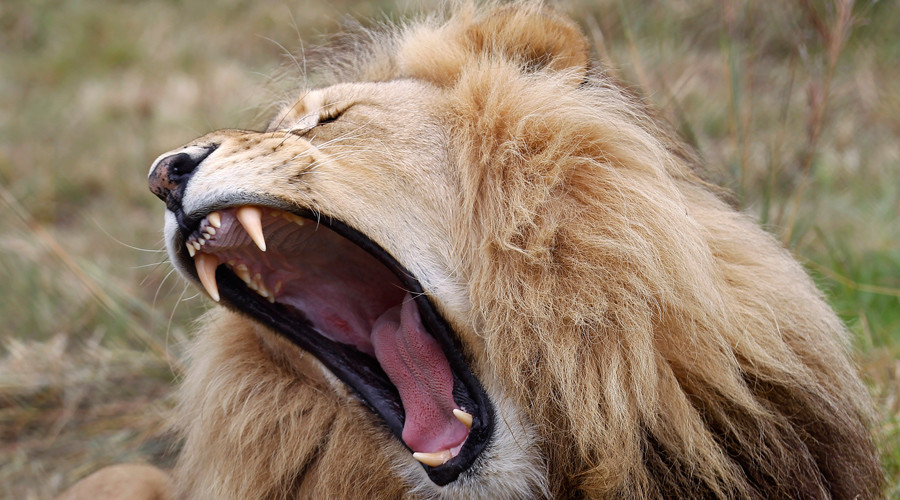 Tourists on South African safari use Facebook to save snared lion