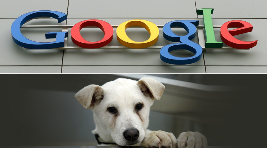 #WoofWoofWednesday! Google UK leaves dog in charge of Twitter account