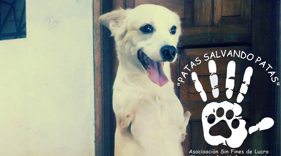 Hop springs eternal: 'Kangaroo dog' gets celebrity treatment in Peru (VIDEO)