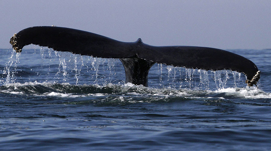 Moby trick: Giant whale on flatbed freaks Belgian internet
