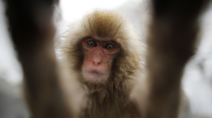 Selfie copyright claim: Monkey loses