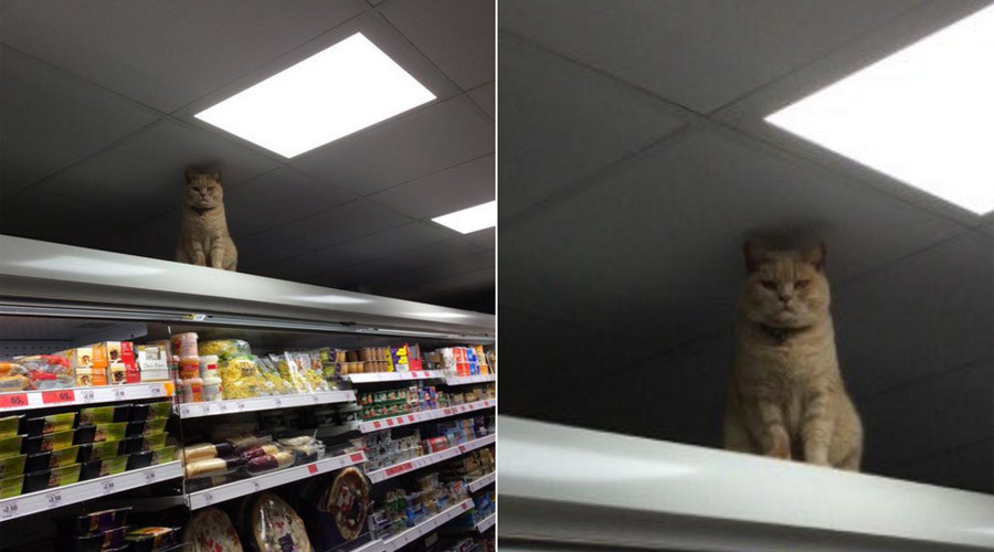 Top Cat: Feisty feline from UK supermarket becomes new internet celebrity