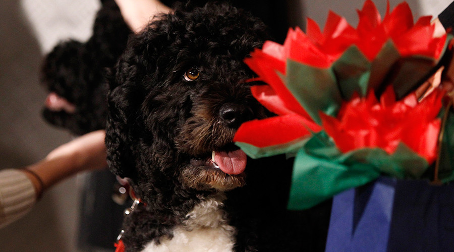 Secret Service foils plans to kidnap Obama’s dogs by man claiming to be Jesus