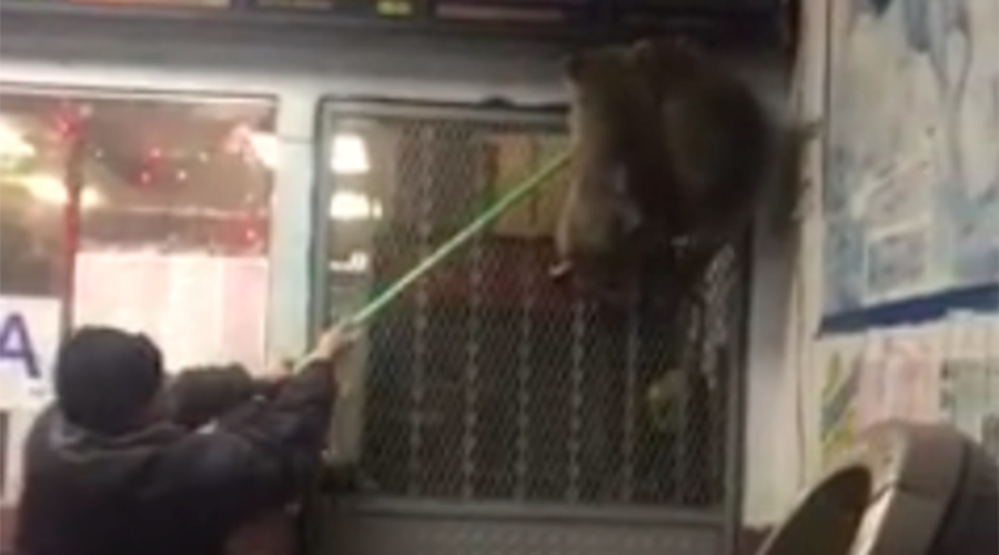 Raccoon express: Giant raccoons take over Chinese restaurant in the Bronx (VIDEO)