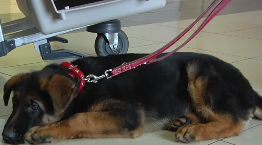 Russian puppy takes flight to Paris to replace dog killed in anti-terror raid