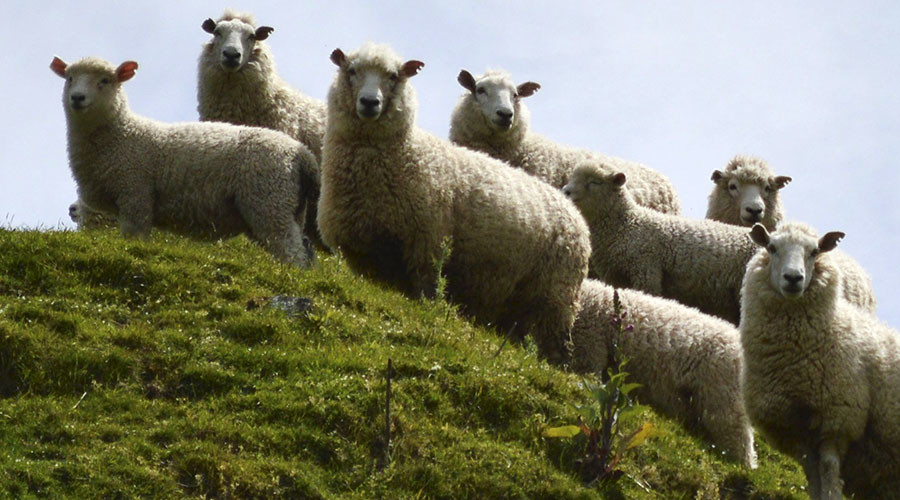 Organs for human transplant grown in sheep & pigs