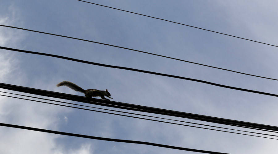 War on squirrels: Website aims to expose power outage culprits