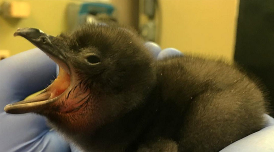 Bowie the Penguin: Zoo names baby after late music legend (VIDEO)