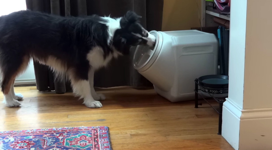 Who’s a clever girl? Canine conquers dog 'proof' container (VIDEO)