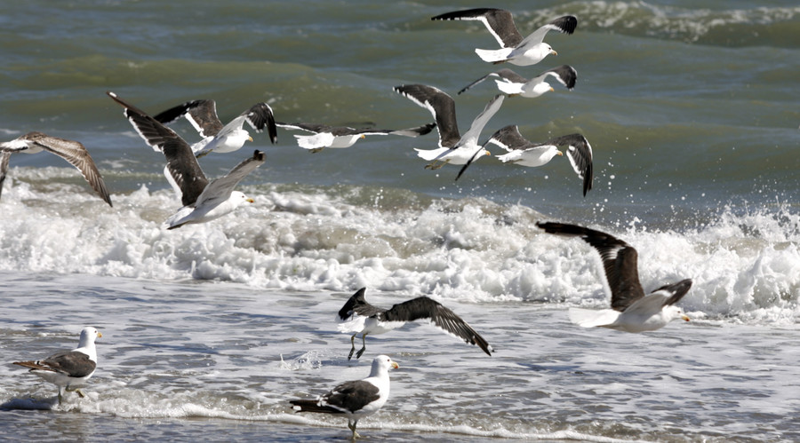 Mass die-off of seabirds attributed to starvation, possibly related to climate change