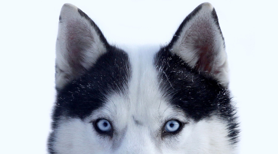 Dogs recognize human emotions, say scientists