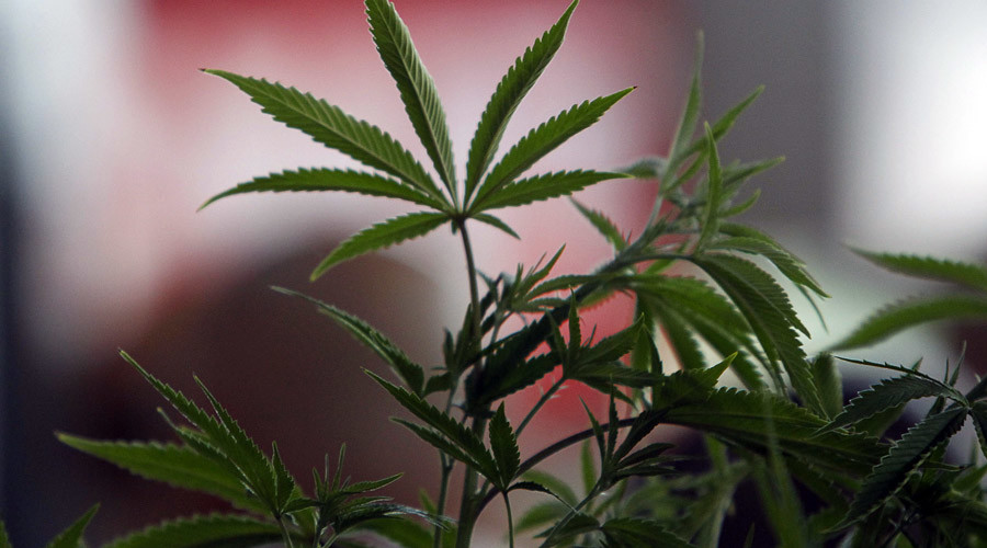 Cannabis growers in US want Champagne-like labels