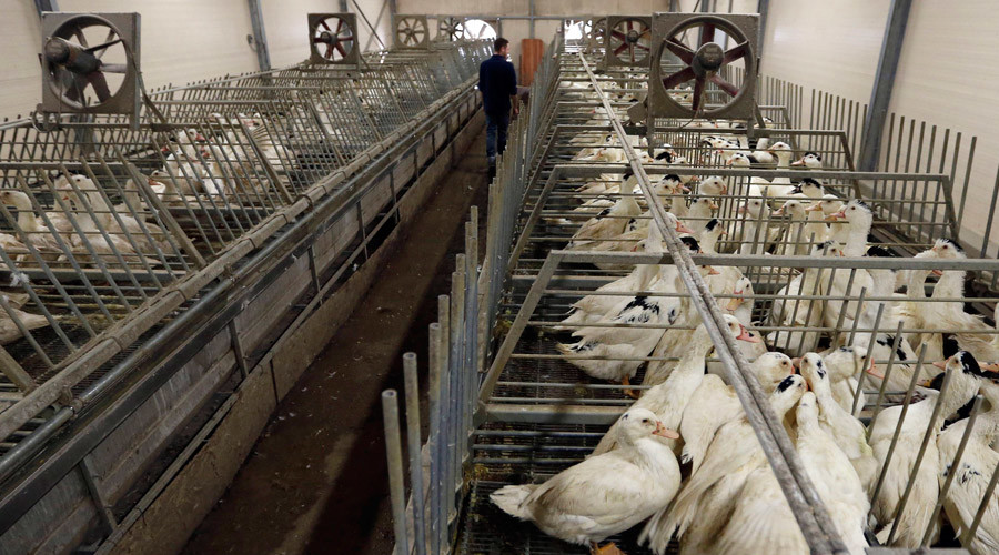 Bird flu outbreak recorded outside restriction zone in France