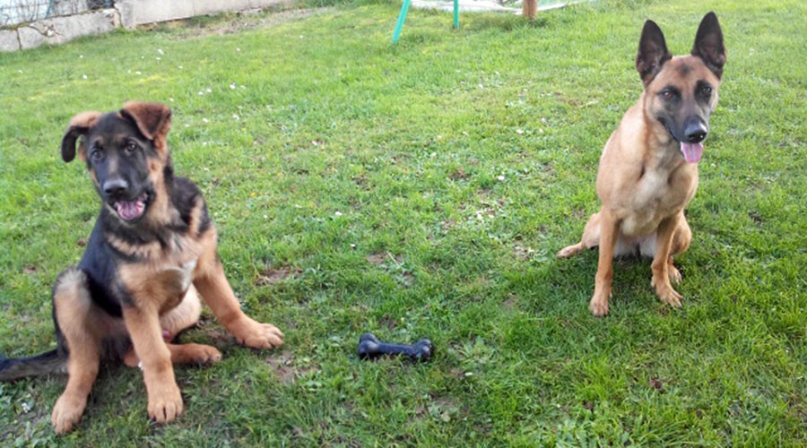 Eats well, found girlfriend: Russian replacement for slain police dog enjoys life in Paris