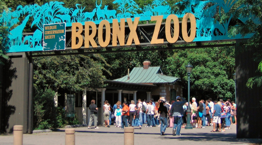 Never forget: Bronx Zoo criticized for treatment of elephants
