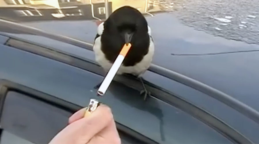 Bad birdies: Magpies caught on cheeky cigarette breaks