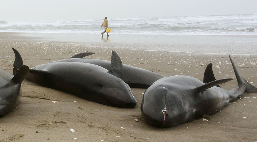 Highly toxic waste in UK waters threatens extinction for whales & dolphins