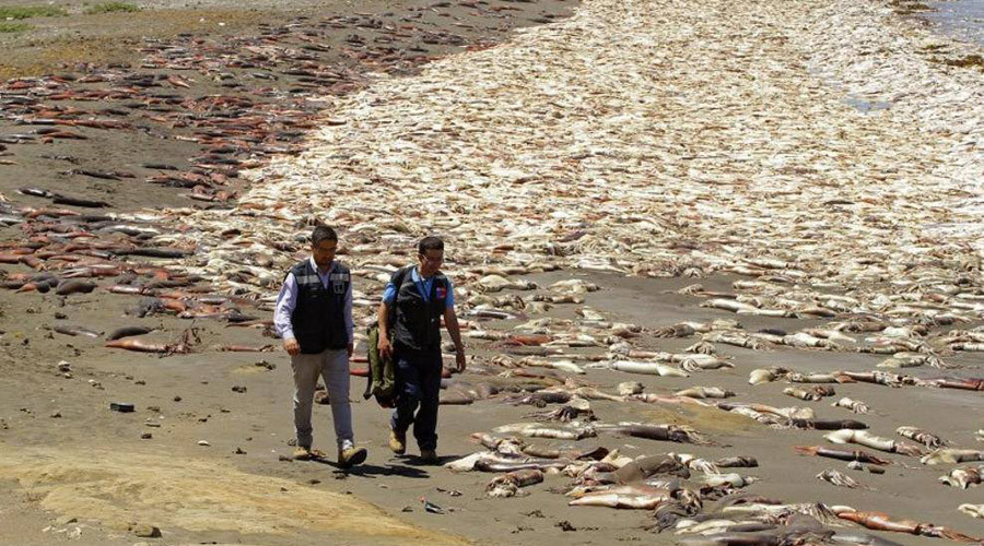 Cthulhu-geddon: Thousands of dead squid wash up on beach in Chile