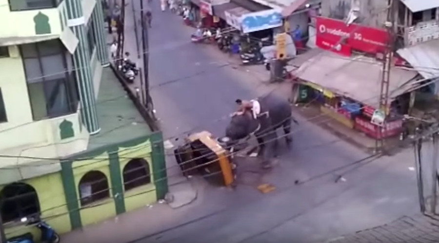 Elephant rage: Stressed ‘Nelly’ stomps Indian rickshaw (VIDEO)