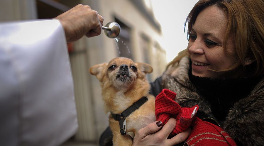 Baptism of fire: Animals run religious gauntlet to worship Saint