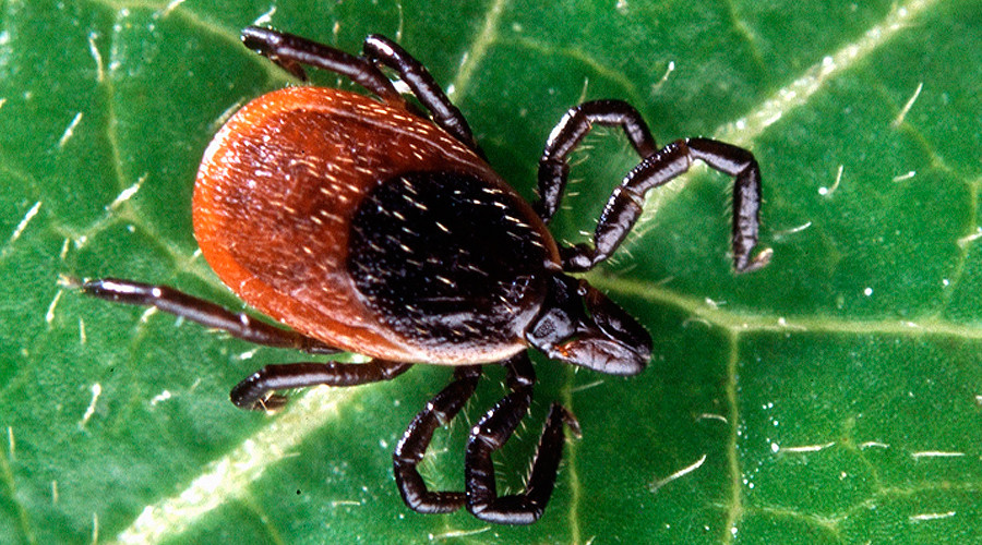 Ticks that carry Lyme disease now in 45% of US counties