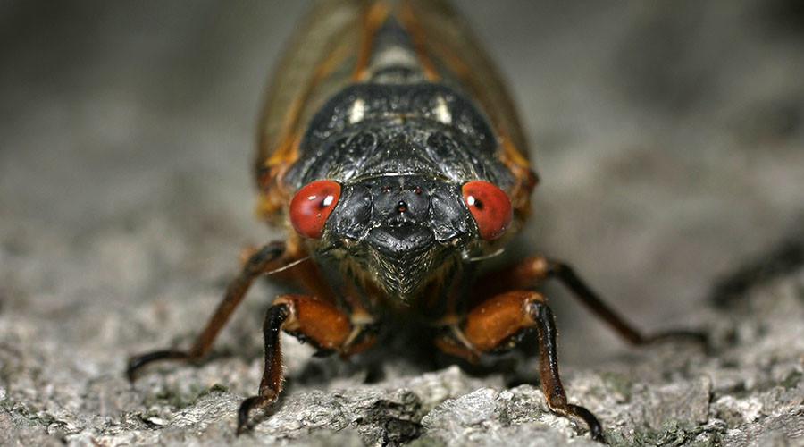 Time-lapse video of cicada shedding skeleton… finish your food first (VIDEO)
