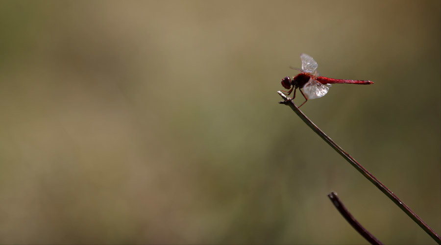 ‘Things I’ve never seen in the wild’: 500+ kinds of arthropods running through ‘normal’ US homes