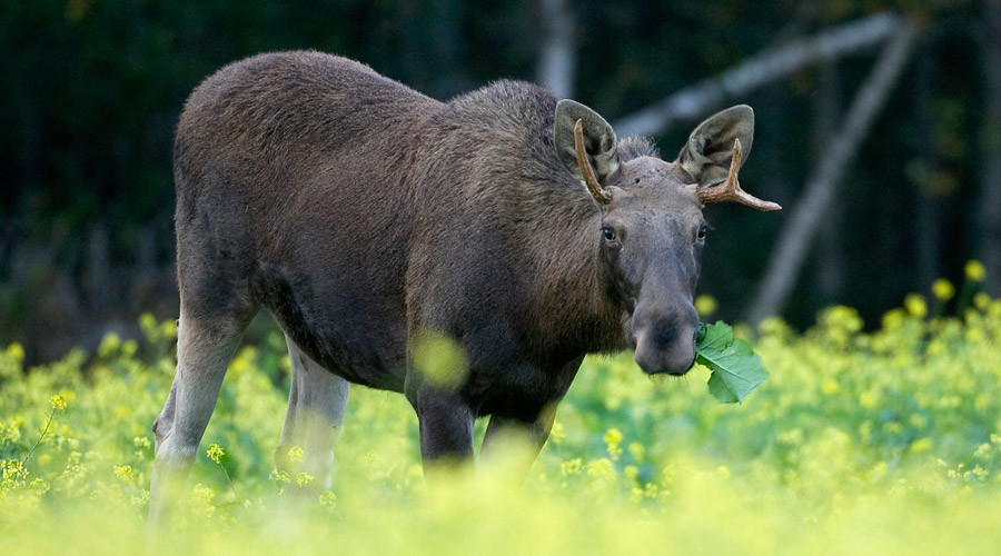 Hands off my hovercraft: Moose hunter heads to Supreme Court over federal jurisdiction dispute