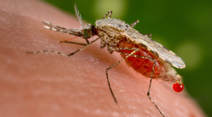 to pregnant reduce how fever in engineered battle virus Zika Genetically mosquitoes