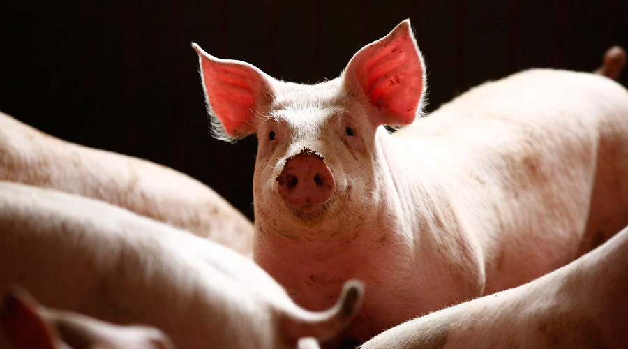 Denmark rules to keep pork on the menu after banishment from Muslim-friendly institutions