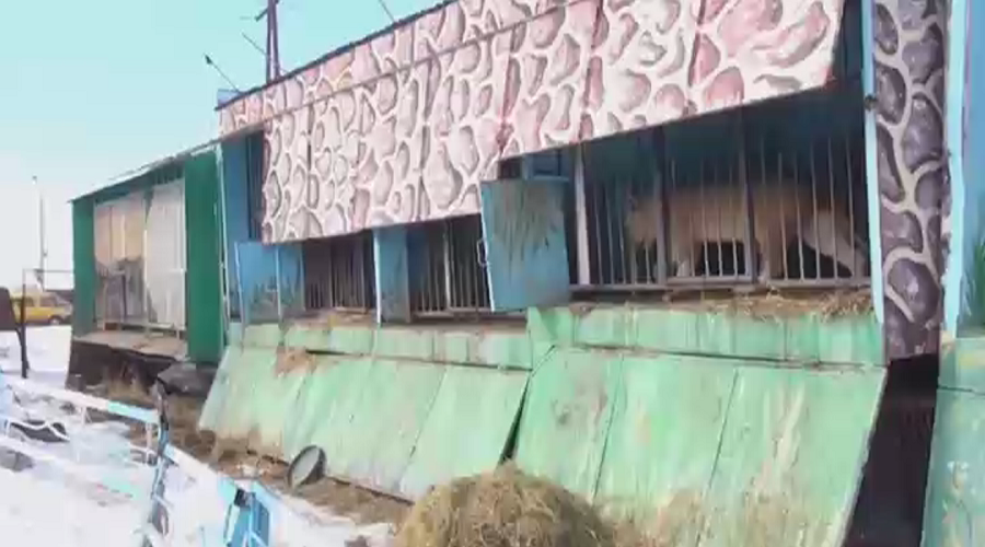 Lions, bears kept in horrifying conditions at abandoned Armenian zoo (VIDEO)