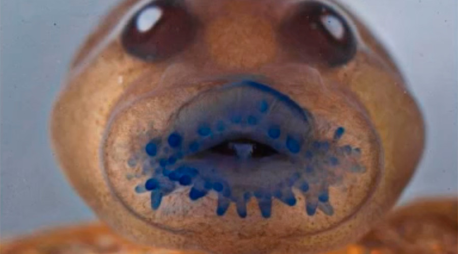 Blast from the past: 140 years later, strange tree frog rediscovered in India