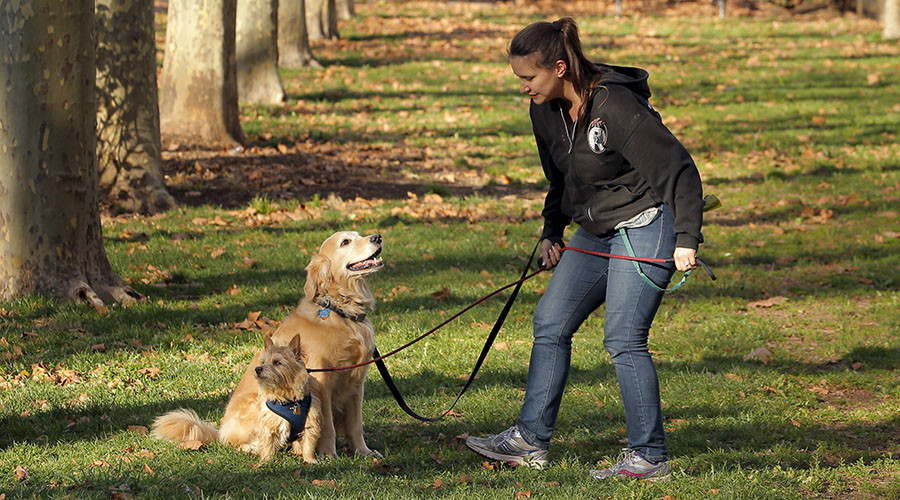 Doggie doo-doo DNA database to help Barking detectives find foulers — RT UK