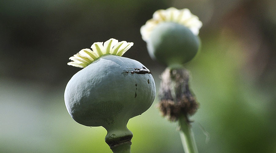 Poppycock! 35 Chinese restaurants probed for opium seasoning