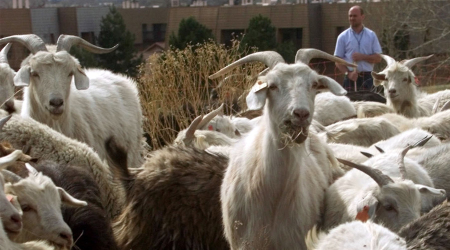 The men who drop in goats: US govt spent $6m bringing 9 animals to Afghanistan