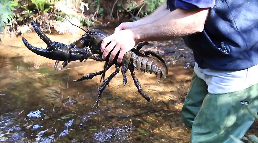 World’s largest freshwater invertebrate under threat in Tasmania