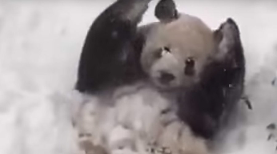 Happy panda: DC zoo bear enjoys blizzard snow (VIDEO)